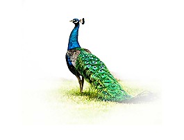 藍(lán)綠色羽毛孔雀png元素