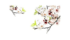 白色鮮花樹葉png元素