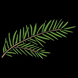 一株手繪綠色蕨類植物冬天透明裝飾素材