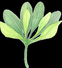 手繪水彩一株樹(shù)枝透明素材