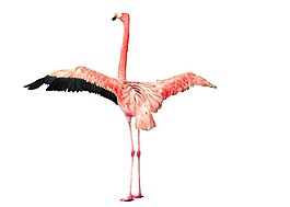 紅色火鳥png元素