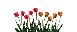 紅色玫瑰花png元素