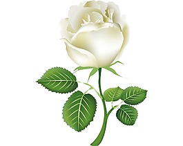 白色玫瑰花朵png元素