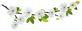 白色花朵樹枝png元素