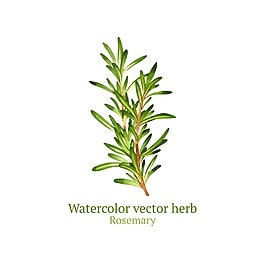 清新綠色植物插畫(huà)