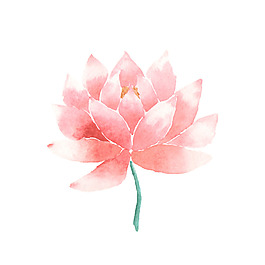 粉色唯美水彩绘花朵插画