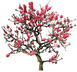 紅色桃花園林樹木png元素