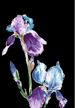 蓝紫色花朵装饰元素图片