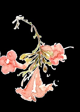 唯美手繪花朵裝飾元素