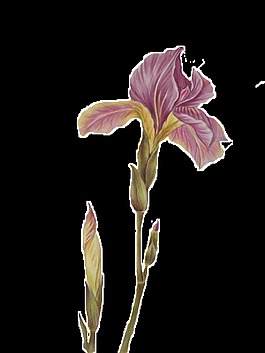 古典紫色花朵元素