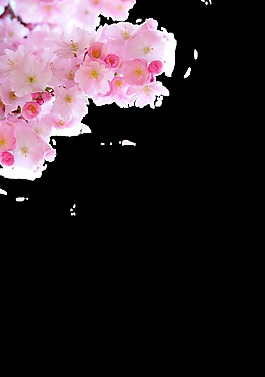 手繪粉色花朵元素