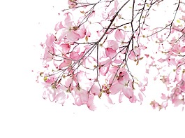 水彩粉色桃花元素