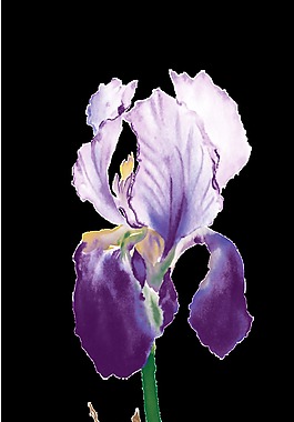 簡(jiǎn)約紫色花朵裝飾元素