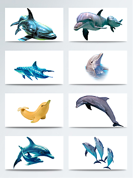 各种各样的海豚海狮透明素材合集