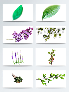 紫色鮮花薰衣草透明素材合集