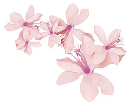彩绘梦幻粉色百合花png元素
