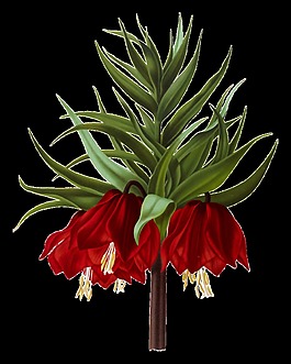 紅色高清花朵PNG素材