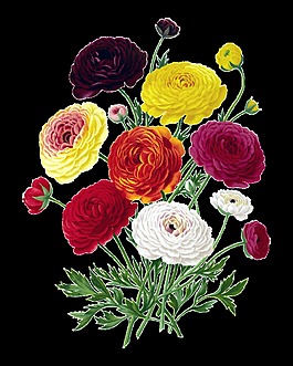 彩色菊花PNG元素設(shè)計(jì)