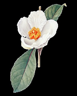 白色高清華麗復(fù)古彩繪花朵