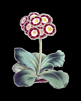 高清華麗復(fù)古彩繪花朵