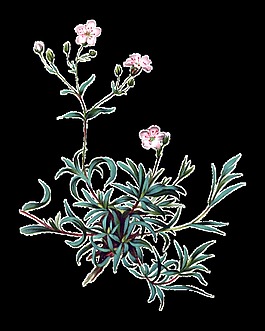 精美太陽花裝飾元素