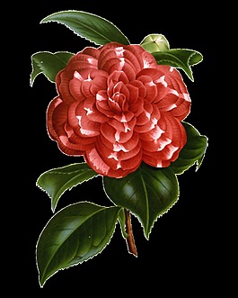 精美高清華麗復(fù)古彩繪花朵