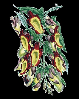 高清華麗復(fù)古彩繪花朵