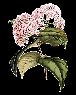 高清華麗復(fù)古彩繪花朵