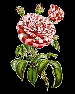 粉色高清華麗復(fù)古彩繪花朵(49)