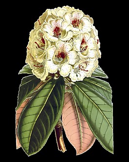 精美清華麗復(fù)古彩繪花朵