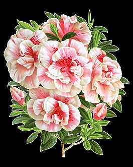 高清華麗復(fù)古彩繪花朵