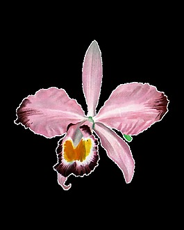 粉色花瓣裝飾元素