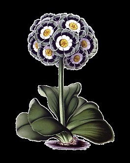 高清華麗復(fù)古彩繪花朵(