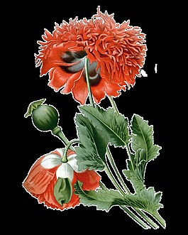 高清菊花实物花朵元素