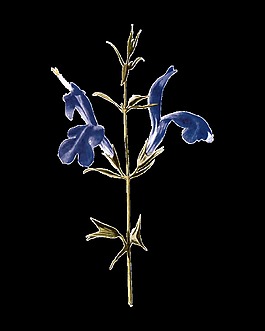 高清華麗復古彩繪花朵