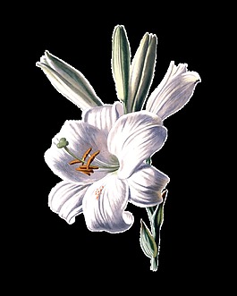 高清百合花實(shí)物元素設(shè)計(jì)
