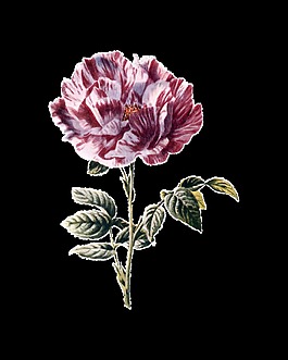 紅色盛開(kāi)花朵PNG實(shí)物元素