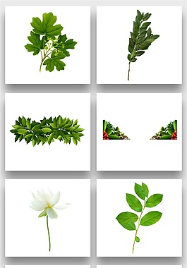 綠色免扣樹葉荷花png