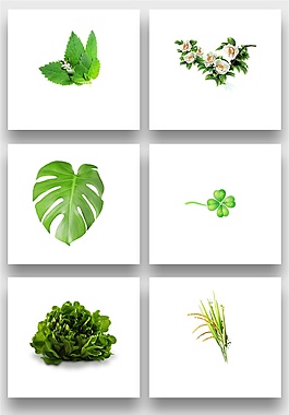 綠色植物png免扣元素
