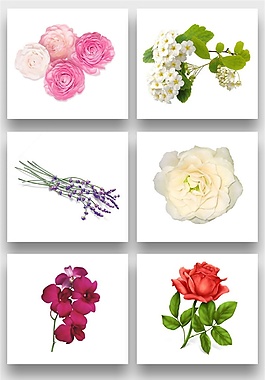 精美鮮花花朵png免扣