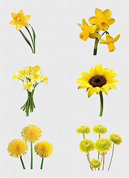 黃色太陽花向日葵鮮花免扣PNG花朵素材