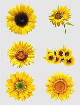 黃色太陽花向日葵鮮花免扣PNG花朵素材1