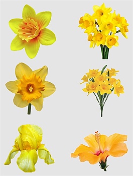 黃色鮮花免扣PNG花朵素材
