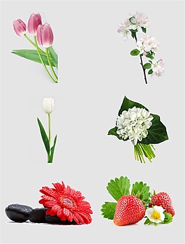 郁金香鮮花免扣PNG花朵素材