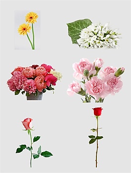 鮮花免扣PNG花朵素材