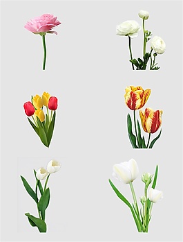 郁金香鮮花免扣PNG花朵素材