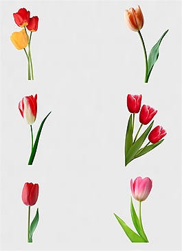 郁金香鮮花免扣PNG花朵素材