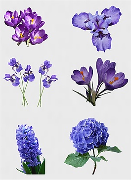 紫色鮮花免扣PNG花朵素材