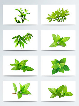 綠色葉子茶葉綠茶葉PNG元素