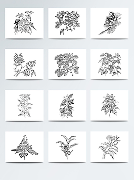 素描逼真植物免扣素材合集